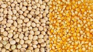 Thị trường TĂCN thế giới ngày 07/10/2019: Lúa mì, ngô và đậu tương đồng loạt tăng