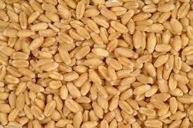 Giá lúa mì Nga tăng do nhu cầu xuất khẩu tăng mạnh