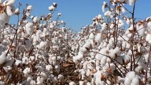 USDA: Dự báo cung cầu bông thế giới niên vụ 2019/20