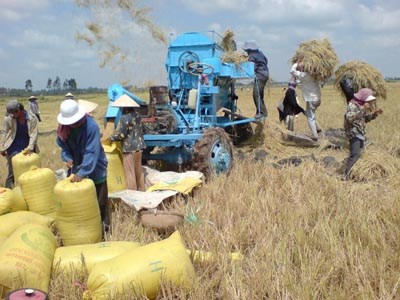 Bỏ thói quen sản xuất gạo kiểu tự cung tự cấp