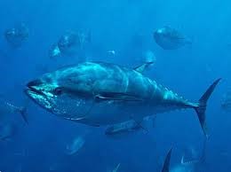 Italia tiếp tục cảnh báo về CO trong các sản phẩm thăn cá ngừ