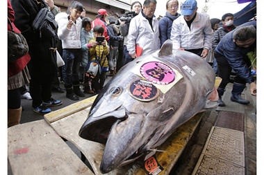 Giá cá ngừ vây xanh giảm mạnh tại phiên đấu giá