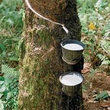 Tồn trữ nhiều cao su tại Thanh Đảo (TQ) gây áp lực lên giá