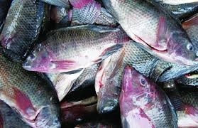 Mỹ: Thiếu hụt nguồn cung cá rô phi tươi