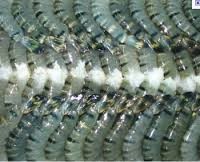 Điểm nhấn trên thị trường tôm Mỹ năm 2013