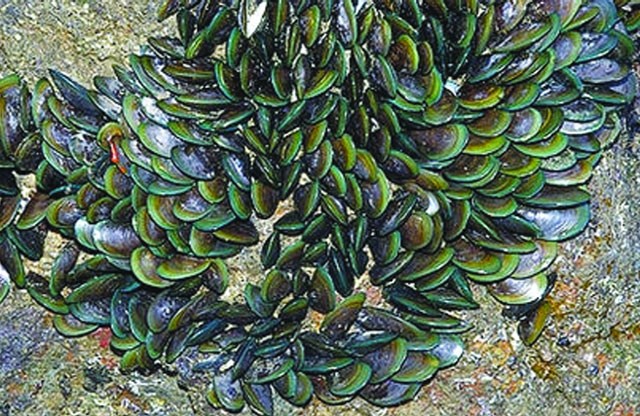 Nhà máy chế biến vẹm đầu tiên đạt chứng nhận BAP