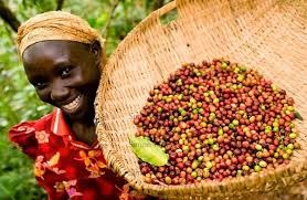 Xuất khẩu cà phê của Uganda tháng 1/2014 tăng 12,5%