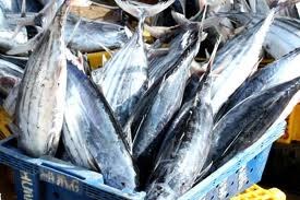 Thái Lan: xuất khẩu cá ngừ năm 2013 giảm nhưng vẫn khả quan