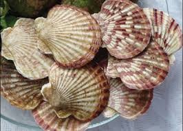 Mỹ: Sản lượng điệp cập cảng có thể giảm