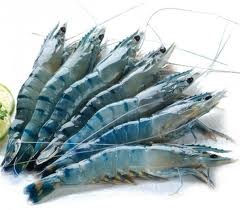 Ấn Độ là nhà cung cấp tôm hàng đầu của Mỹ trong năm 2013