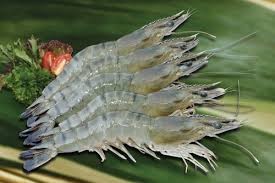 Vận chuyển tôm sống không cần nước