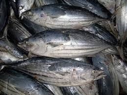 Sản lượng cá ngừ vằn ở Đông Thái Bình Dương giảm mạnh trong 2 tháng đầu năm