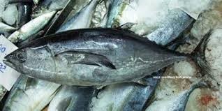 Giá cá ngừ vây xanh tươi tại Nhật Bản tăng