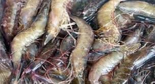 Giá tôm nguyên liệu Thái Lan tiếp tục giảm
