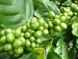 Thị trường cà phê ngày 15/4/2014