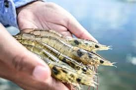 Thái Lan tăng cường kiểm soát EMS