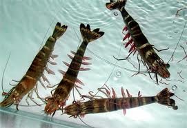 Giá tôm Mỹ tăng 61% trong tháng 3