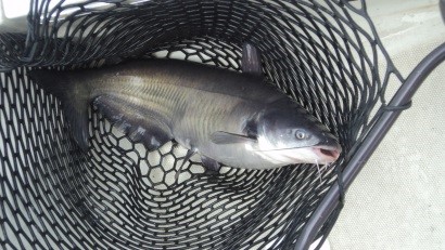 FSIS và FDA ký bản ghi nhớ về chuyển giao thanh tra cá da trơn