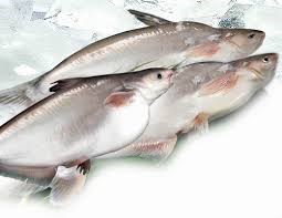 Brazil tăng nhập khẩu cá tra, giảm nhập khẩu cá minh thái