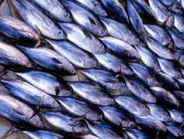 Giá cá ngừ vằn trên thị trường Thế giới vẫn ổn định