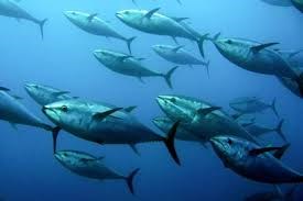 Nhập khẩu cá ngừ vây xanh tươi của Nhật Bản đảo chiều trong tháng 3