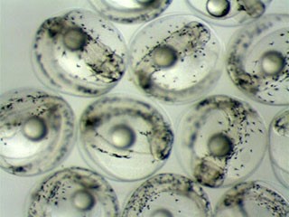 Nhật Bản sinh sản thành công cá ngừ vây xanh trong bể đầu tiên trên thế giới