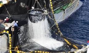 Peru: Lượng thủy sản cập cảng tăng trong tháng 2/2014