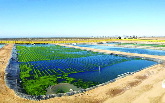 Nuôi tôm kết hợp rong biển ở Mexico