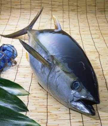 Indonesia đăng cai hội thảo cá ngừ quốc tế