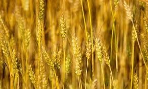 Sản lượng lúa mì của Trung Quốc năm 2014 dự báo tăng 0,7%