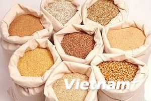 Sản lượng ngũ cốc Ấn Độ vụ 2013/14 dự báo đạt kỷ lục 264,4 triệu tấn