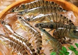 Mêhicô hy vọng sản lượng tôm nuôi tăng trong năm 2014