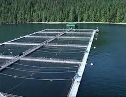 Trang trại cá hồi Marine Harvest thử nghiệm thiết bị năng lượng sóng