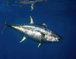 Tây Ban Nha: Nhập khẩu cá ngừ giảm