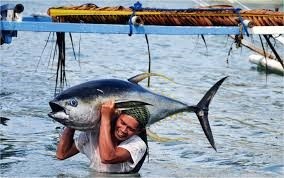 Cá ngừ vây vàng, cá kiếm của Sri Lankan được chứng nhận FOS