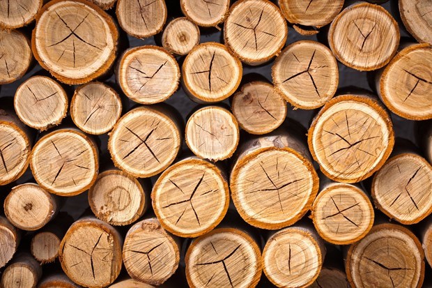 Nhập khẩu gỗ súc vào Trung Quốc tăng 76% trong tháng 3