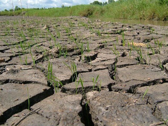 Thái Lan khuyến cáo nông dân nên hoãn trồng lúa mùa mưa