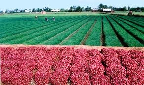 Trồng hành tím thu nhập cao, lãi bạc triệu