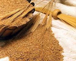 Giá lúa mì ngày 11/2 giảm sau dự báo của USDA