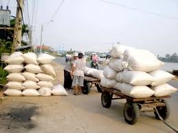 TT gạo châu Á tuần tới 28/11: Giá gạo TL ổn định, gạo VN giảm sau khi hạ giá sàn