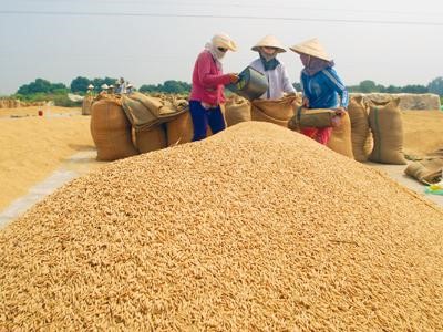 FAO: Sản lượng gạo thế giới năm 2015 sẽ hồi phục, nhưng hạ dự báo về mậu dịch