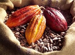 Thị trường cà phê, cacao ngày 17/3: cacao giảm phiên thứ 10 liên tiếp