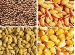 Thị trường NL TĂCN thế giới ngày 2/6: Giá lúa mì tăng 4% trong 2 ngày liên tiếp