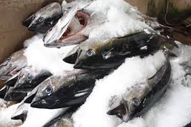 Ba Lan - thị trường XK tiềm năng cho cá ngừ Việt Nam