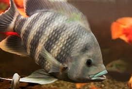 Châu Âu có trại nuôi cá rô phi đầu tiên đạt chứng nhận BAP