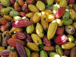 Giá cacao giảm từ đỉnh hai năm rưỡi, cà phê tăng