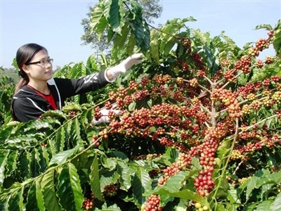 Giá cà phê và cacao ít thay đổi