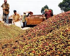 Cà phê arabica giảm tiếp từ đỉnh hai năm