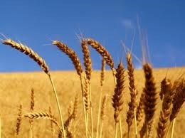 Nhập khẩu lúa mì năm 2014 tăng nhẹ