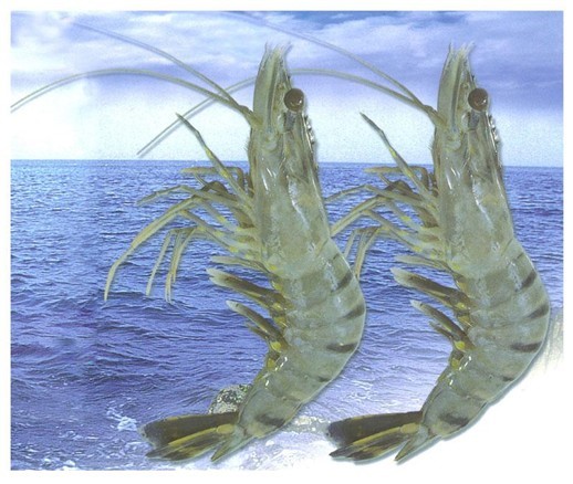 Nuôi trồng và khai thác thuỷ sản quí I/2010 đạt 1,07 triệu tấn